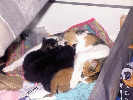 Blanding af racer Lyn - Lyn og hans søskende og hans mor (Tumle) billede 2