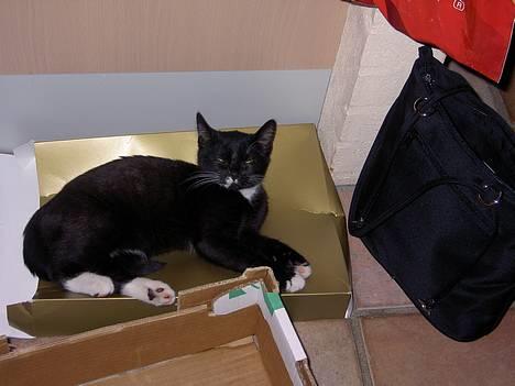 Blanding af racer Lyn billede 5