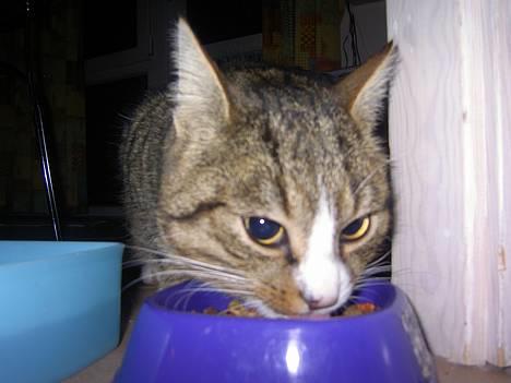 Blanding af racer Sumertime - Den store ædedolk.. billede 1