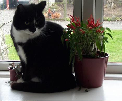 Blanding af racer Lusi - her et helt nyt billed af lusi i vinduskarmen med en plante.. så lige hun sad der så flot så skyndte mig ind for at hente mit digicam også tag nogle bilelder af det billede 1