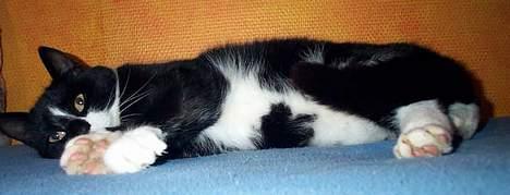 Blanding af racer Lusi - her er hun på min seng..! inde på mit værelse..!! billede 2