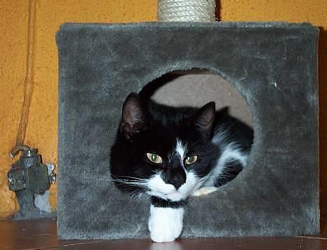 Blanding af racer Lusi - lusi i sin lille kasse billede 3