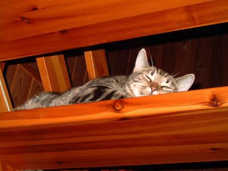 Blanding af racer Emir - Man kan altid ligge og sove på trappen! billede 10