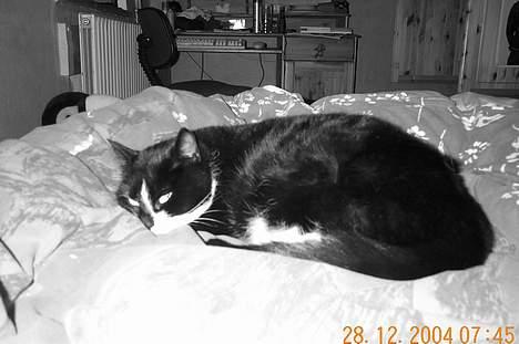 Blanding af racer Lusi - et billed jeg lige har taget i sort hvid..! billede 4