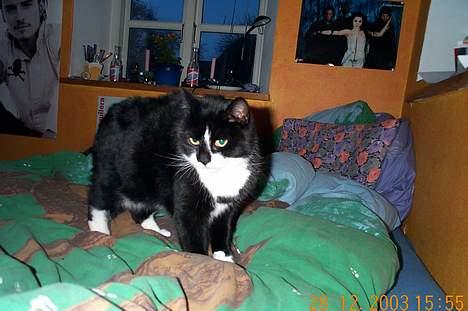 Blanding af racer Lusi - billedeet er lige taget..!! og hun er inde på mit værelse..! billede 5