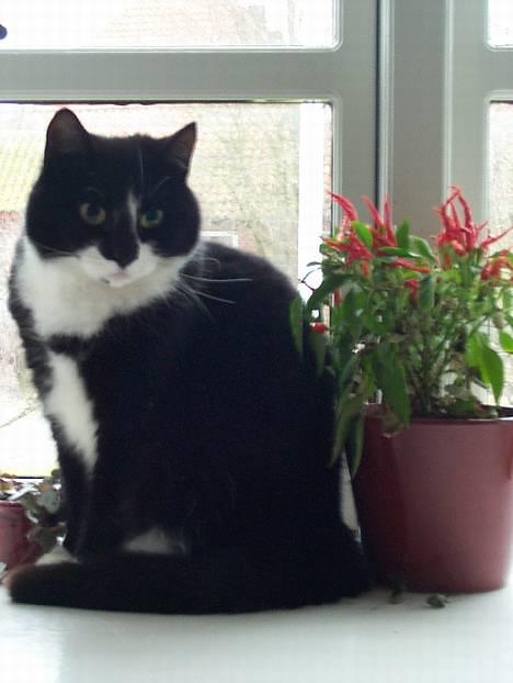 Blanding af racer Lusi - her igen i vinduet..  billede 6