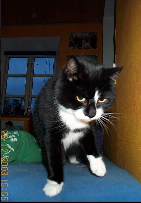 Blanding af racer Lusi - hehe..!! det kamera ser sjovt ud..!! billede 7