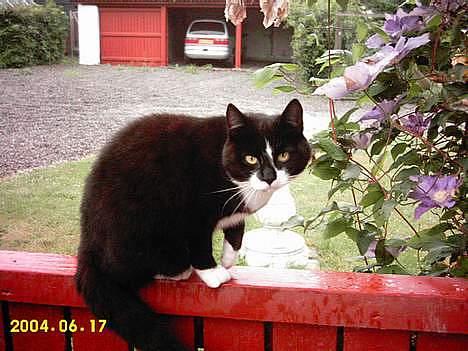 Blanding af racer Lusi - her øber hun rundt på vores stakit..!! eller hvad sådan noget nu hedder..! billede 8