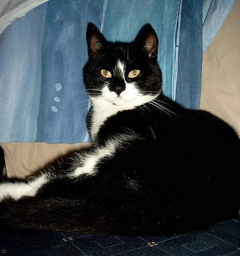 Blanding af racer Lusi - her ligger hun på en stol he he er hun ikke sød..+ billede 9