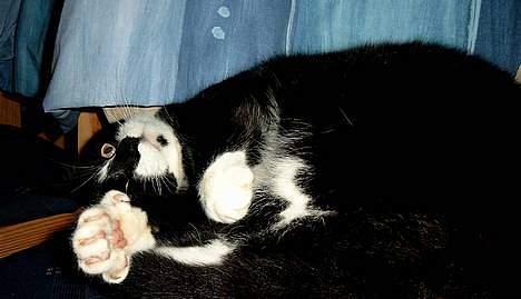 Blanding af racer Lusi - ihh kom da lige og kæl lidt med mig..!! he he billede 10