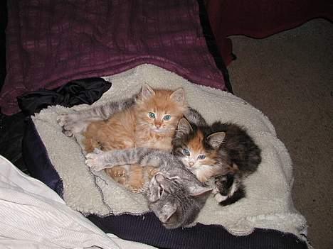 Blanding af racer Silke - Silke som storesøster billede 5