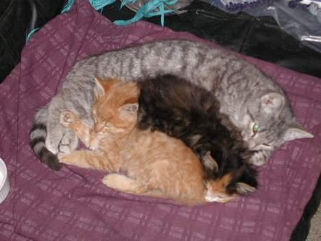 Blanding af racer Silke - silke som storesøster billede 8