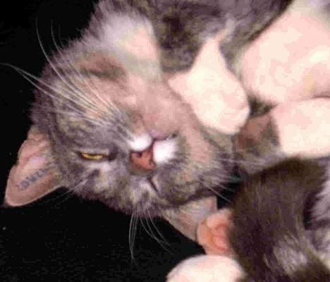 Blanding af racer Emil - Emil gør sig ekstra lækker*S* billede 7