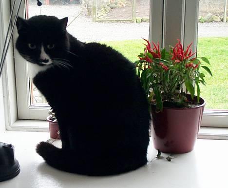 Blanding af racer Pjuske - her er pjuske i vinduet.. helt nyt billed billede 1