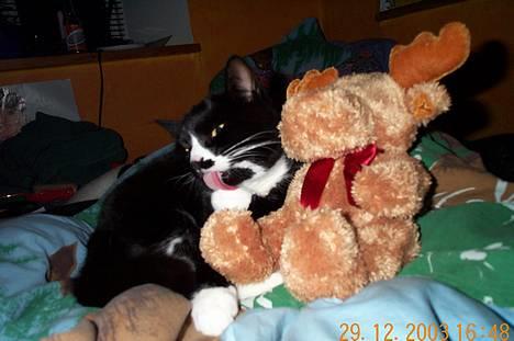 Blanding af racer Pjuske - slikke slikke slikke jeg skal jo være ren nårh jeg nu skal være model billede 2