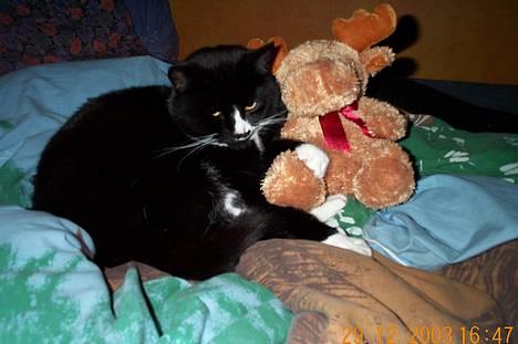 Blanding af racer Pjuske - hehe billede 3