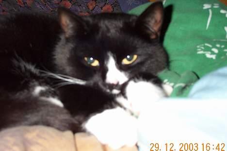 Blanding af racer Pjuske - hendes hoved..! billede 4