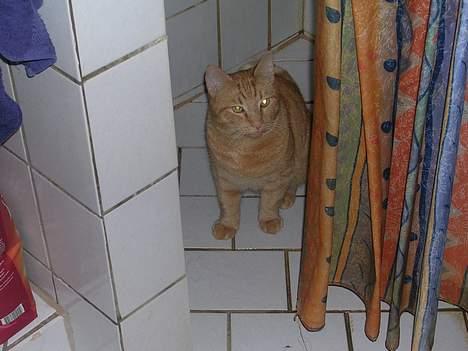 Huskat Garfield billede 1