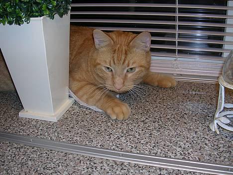 Huskat Garfield billede 2