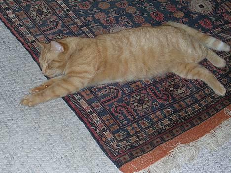 Huskat Garfield - Han stræker sig lige.. billede 3