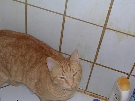 Huskat Garfield - Hvad er der? billede 4