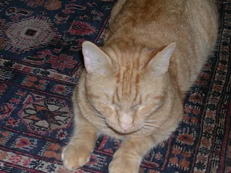 Huskat Garfield - Jeg er træt.. billede 5