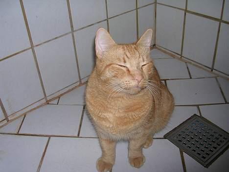 Huskat Garfield billede 6