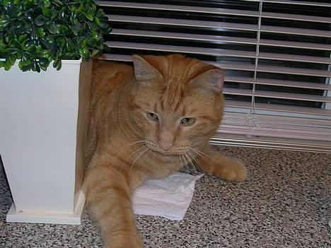 Huskat Garfield - Hvad r det ? billede 7