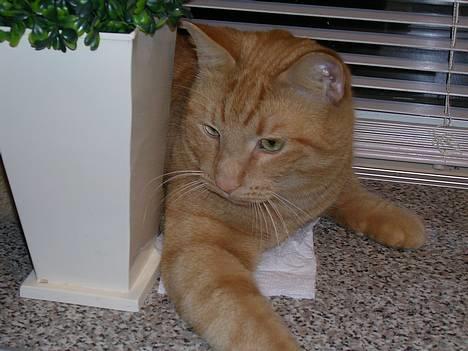 Huskat Garfield - Hvad Kan det mon være ? billede 8