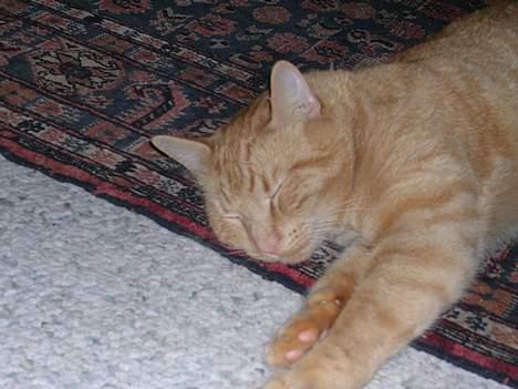 Huskat Garfield - Lad vær.. Jeg er Træt.. billede 9