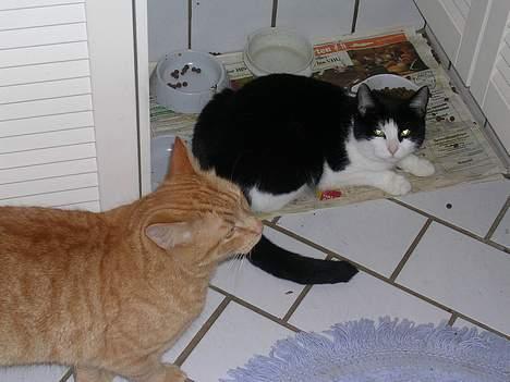 Huskat Garfield - Garfield og Hans søster Mille.. billede 10