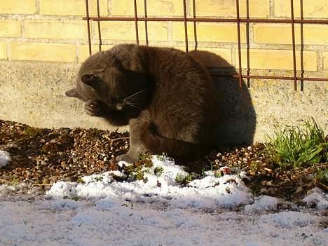 Huskat ChristMas billede 10