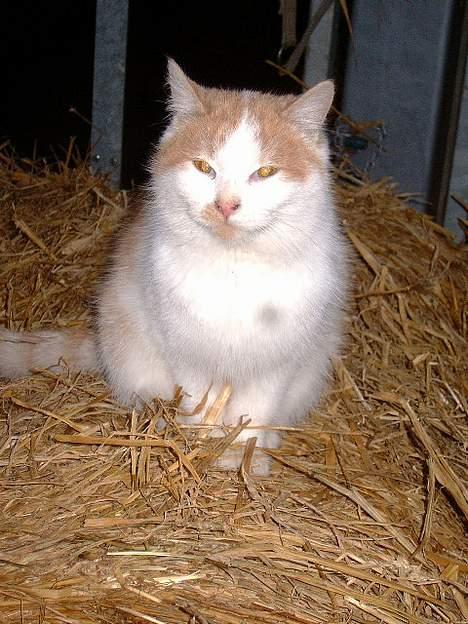 Blanding af racer Bell (Død) - Her sidder han i halmen.. :P billede 1