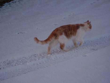 Blanding af racer Bell (Død) - her går han en tur.. Ude i snen:P billede 2