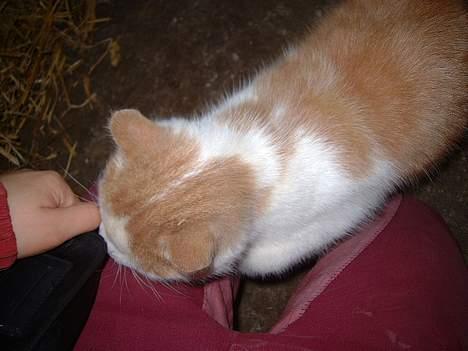 Blanding af racer Bell (Død) - Ja der skulle Louise min søs tage billde af ham. :P billede 3