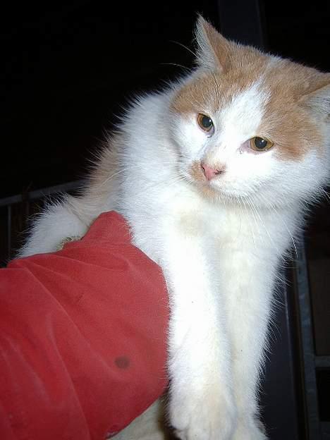 Blanding af racer Bell (Død) - Han kan flye.. Hehe.. :P billede 4