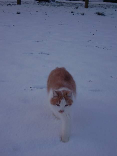 Blanding af racer Bell (Død) - nu kommer jeg over til dig Katrine.. :P billede 5