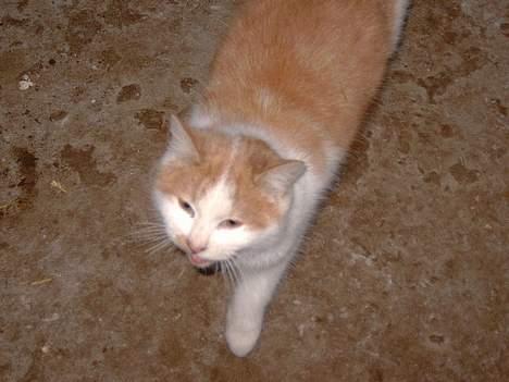 Blanding af racer Bell (Død) - Jeg er her ned.. billede 6