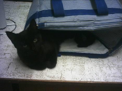 Blanding af racer loppen *aflivet d.15-4* billede 1