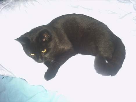 Blanding af racer loppen *aflivet d.15-4* - loppen i sin elskede dyne billede 2