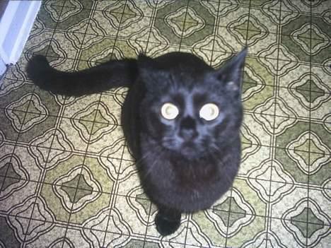 Blanding af racer loppen *aflivet d.15-4* - hej... hvad vil du... ??? billede 3