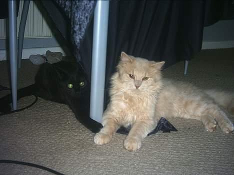 Blanding af racer loppen *aflivet d.15-4* - mikkel og loppen billede 4