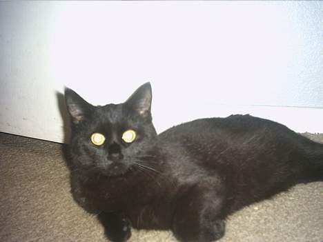 Blanding af racer loppen *aflivet d.15-4* billede 5