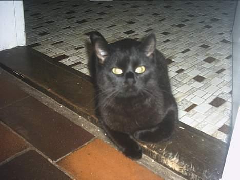 Blanding af racer loppen *aflivet d.15-4* billede 6