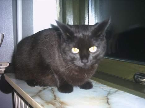 Blanding af racer loppen *aflivet d.15-4* billede 7