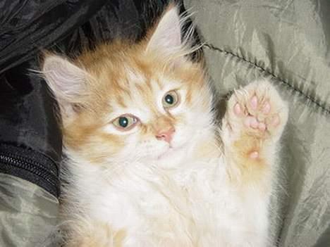 Blanding af racer Bølle billede 1