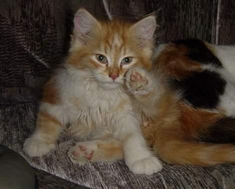 Blanding af racer Bølle billede 2