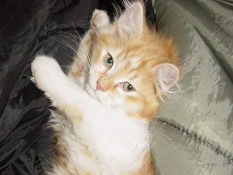 Blanding af racer Bølle billede 3