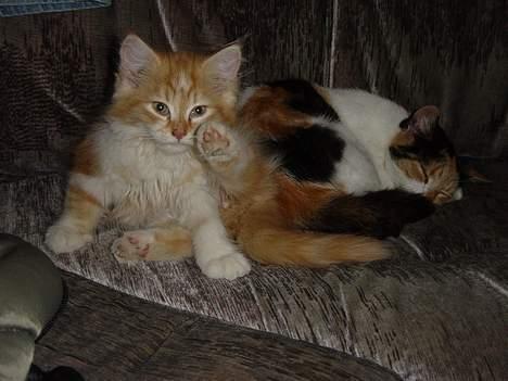 Blanding af racer Bølle billede 4