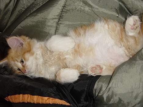 Blanding af racer Bølle billede 5